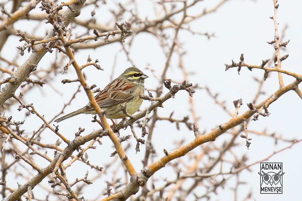 Cirl Bunting
